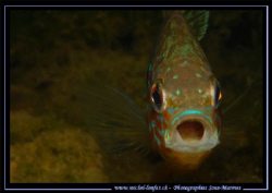 Face to Face with this beautiful Pumpkinseed, common sunf... by Michel Lonfat 